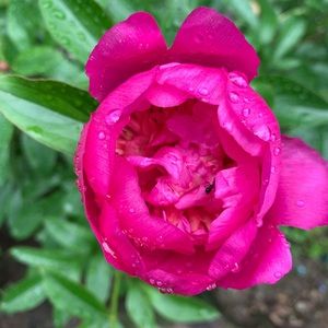 Meet your Posher, Julianne